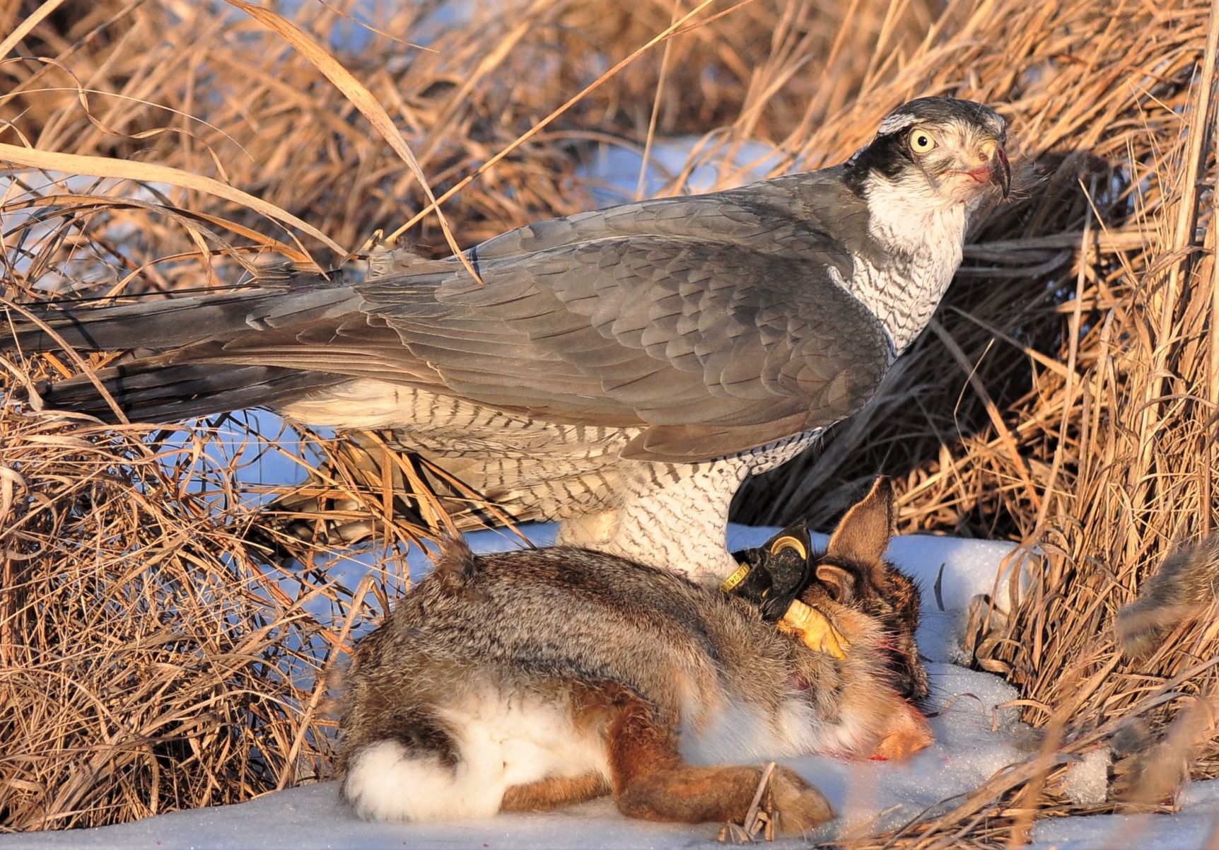 Goshawk